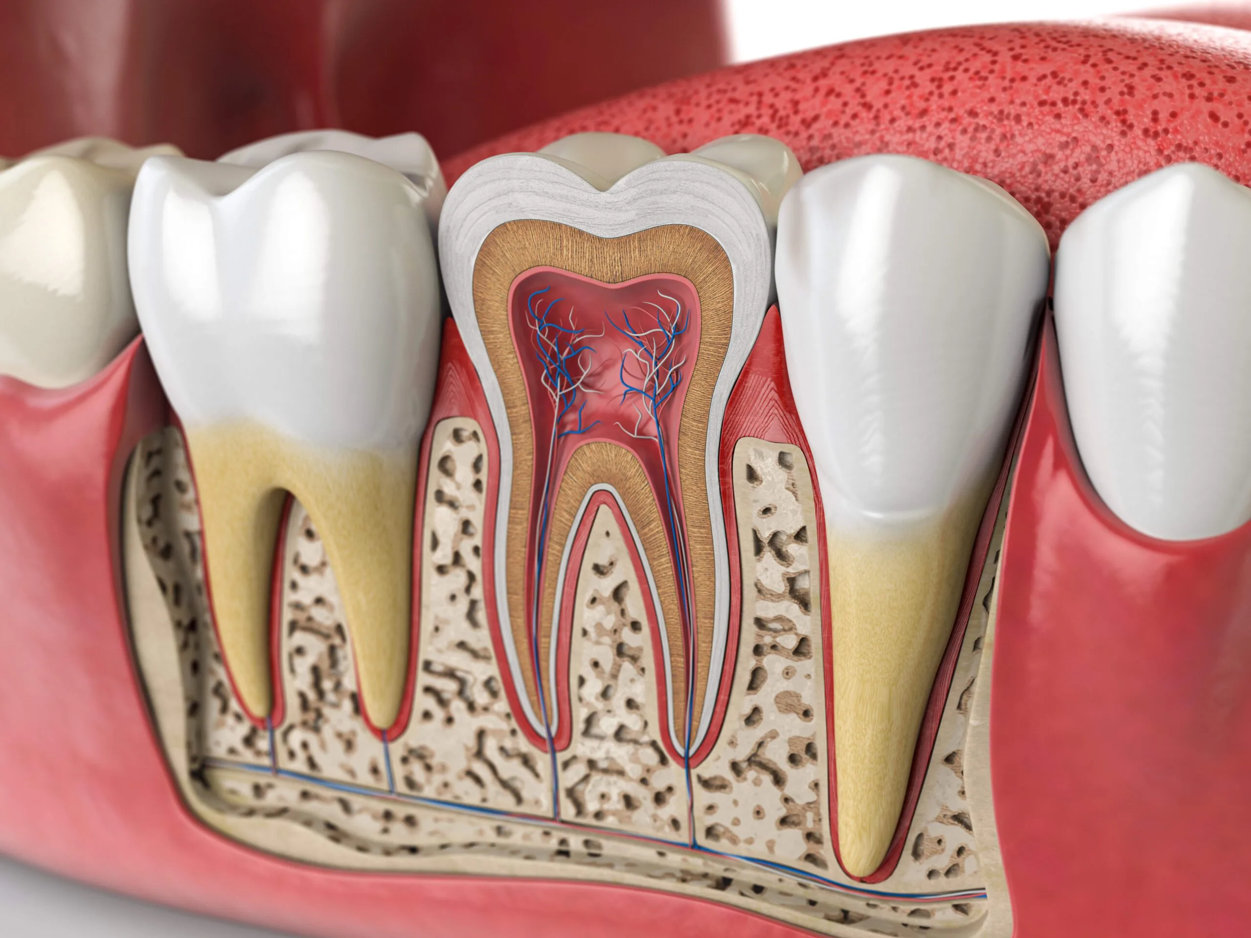 Detailed anatomical illustration showing cross-section of teeth and jawbone with pulp, dentin, enamel, and roots